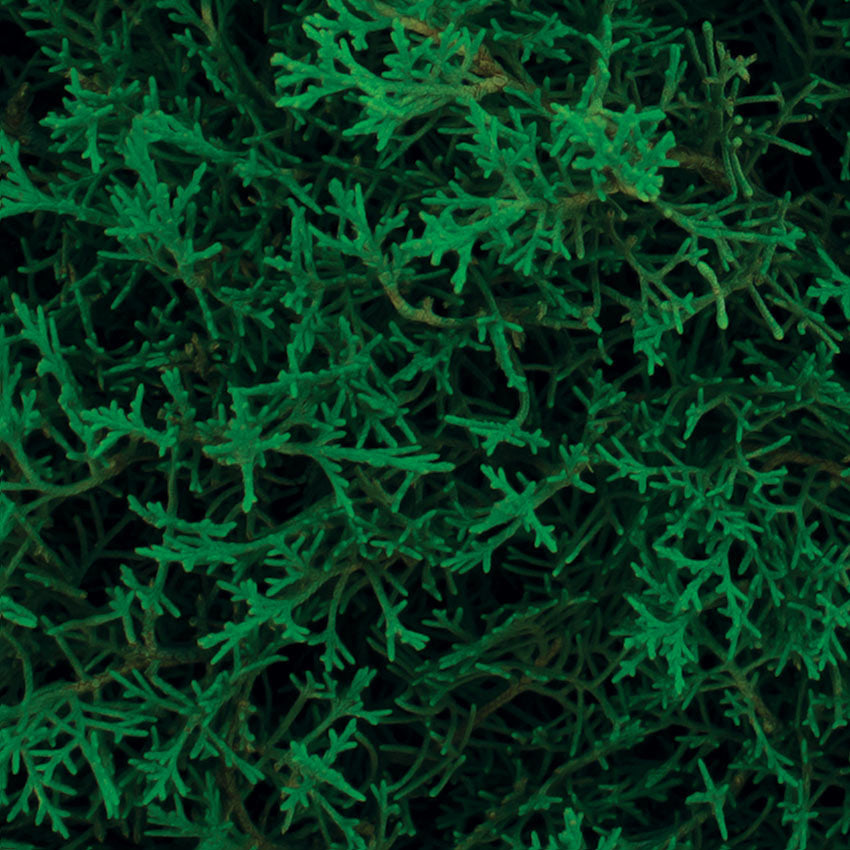 Pine - Mills-Parasols.com - 5